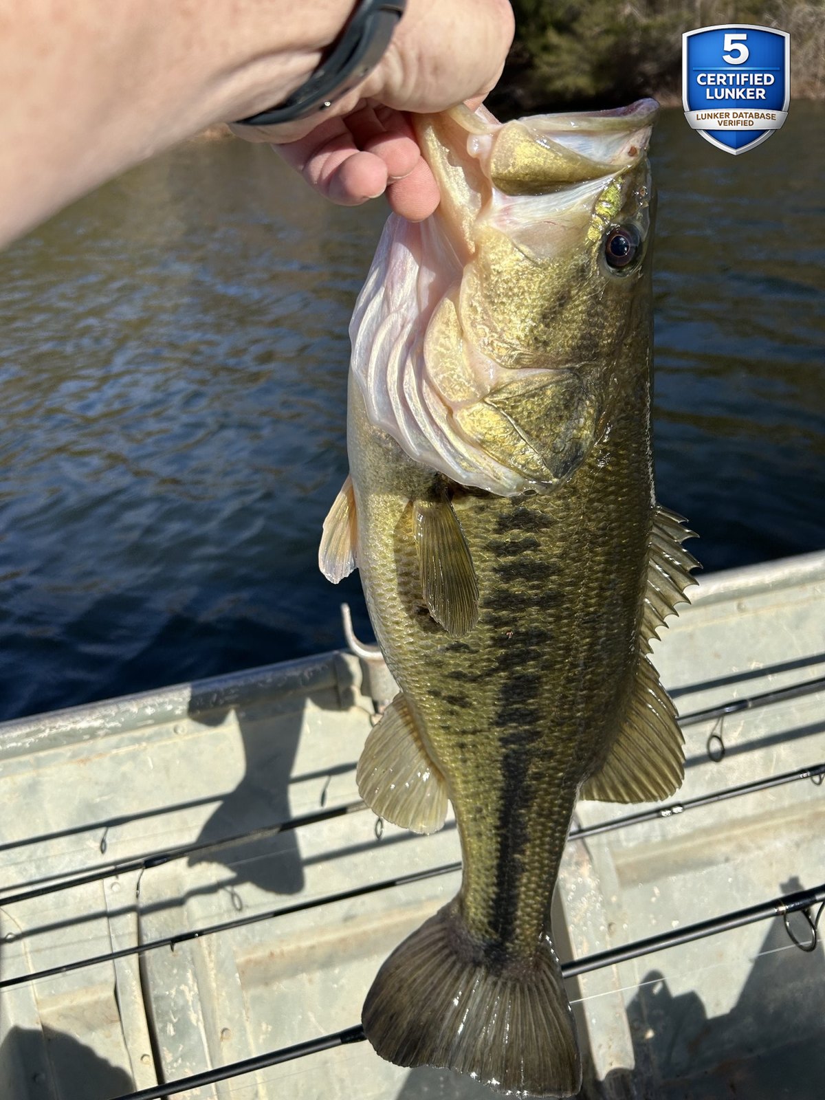 Largemouth Bass catch photo 1
