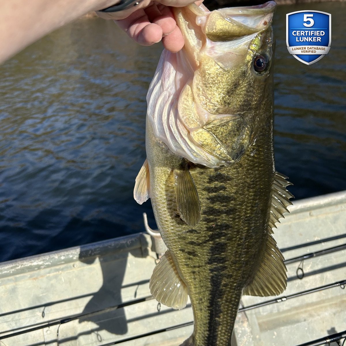 Largemouth Bass — 5 lbs