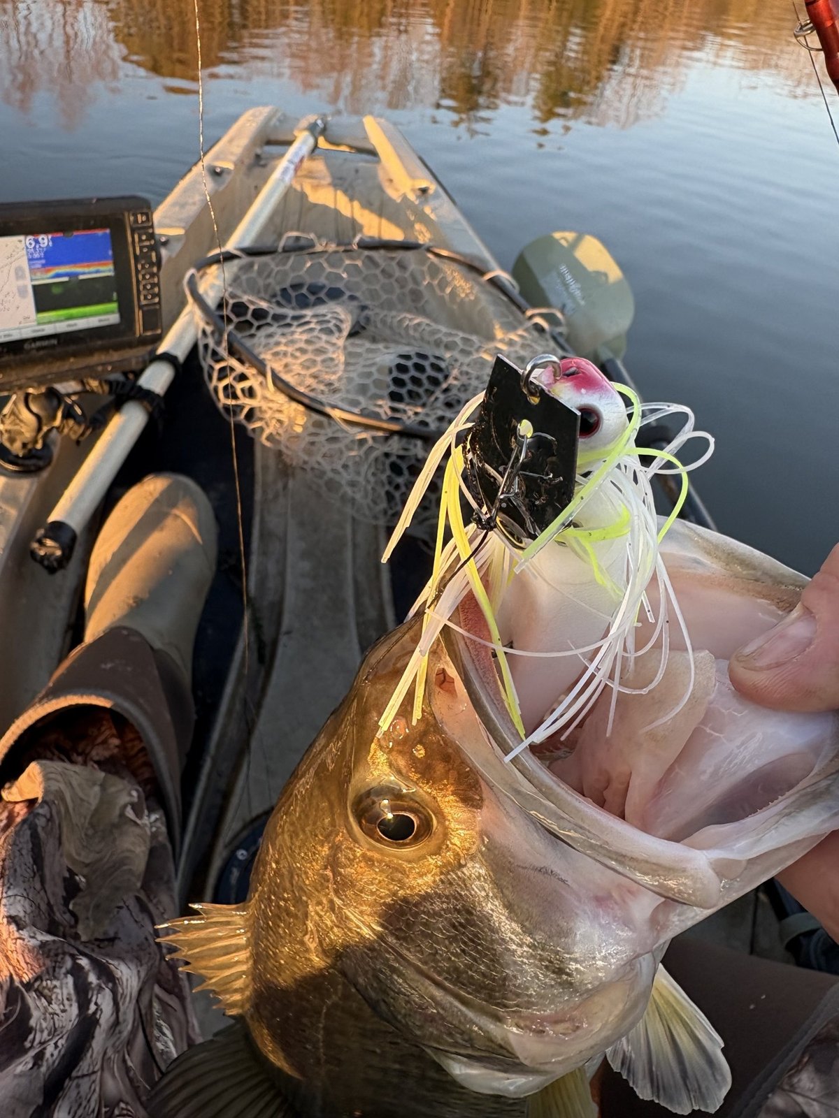Largemouth Bass · 1 lbs