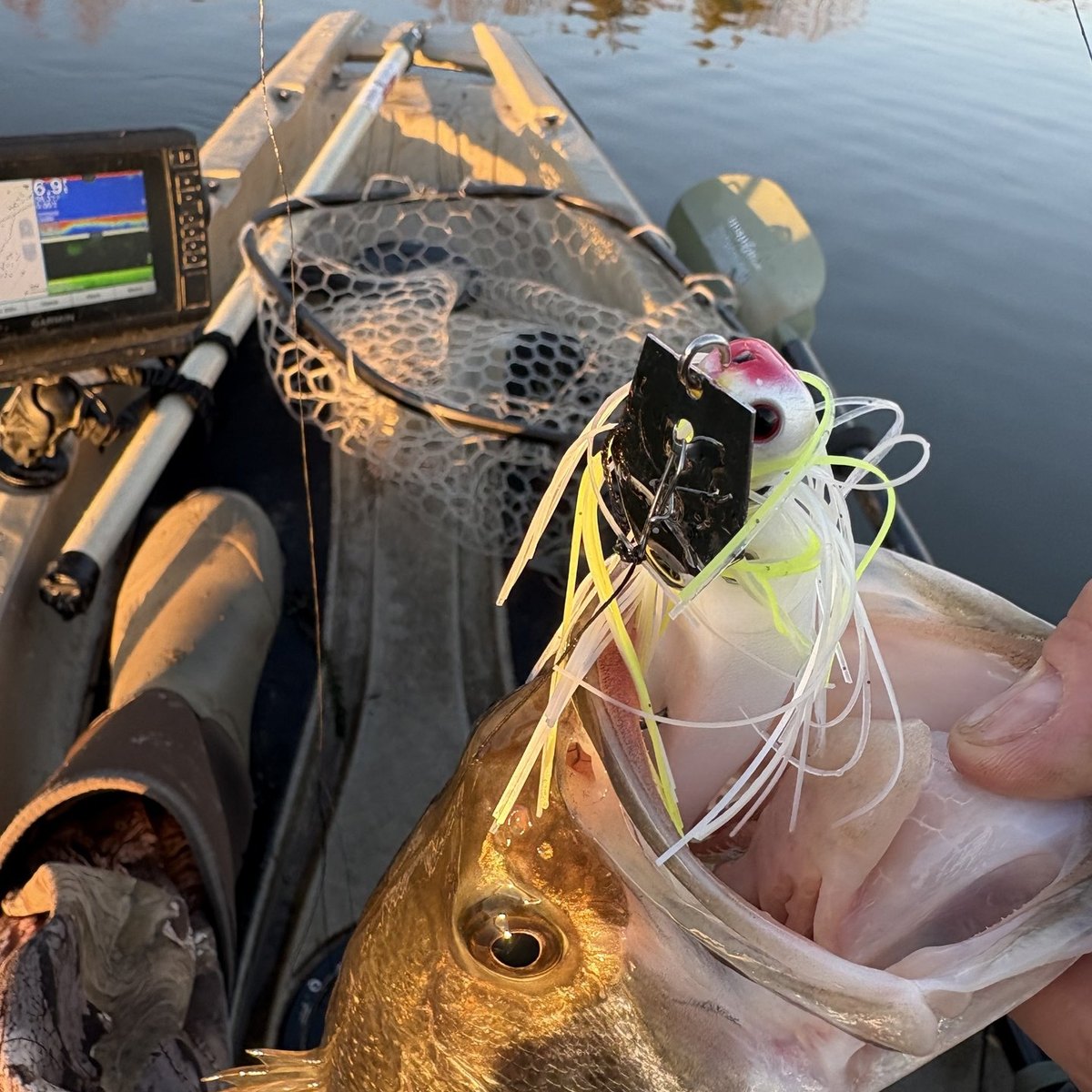 Largemouth Bass — 1 lbs
