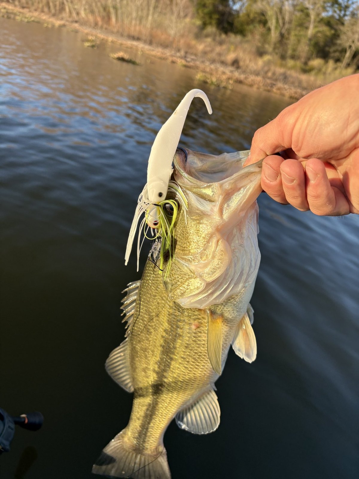 Largemouth Bass · 1 lbs
