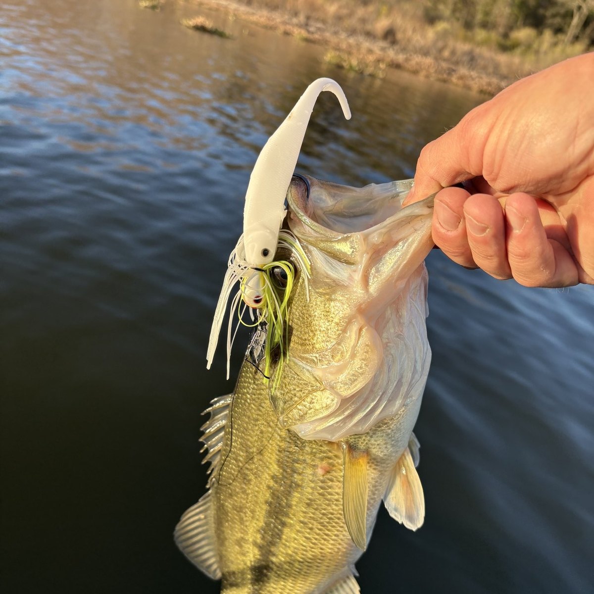 Largemouth Bass — 1 lbs