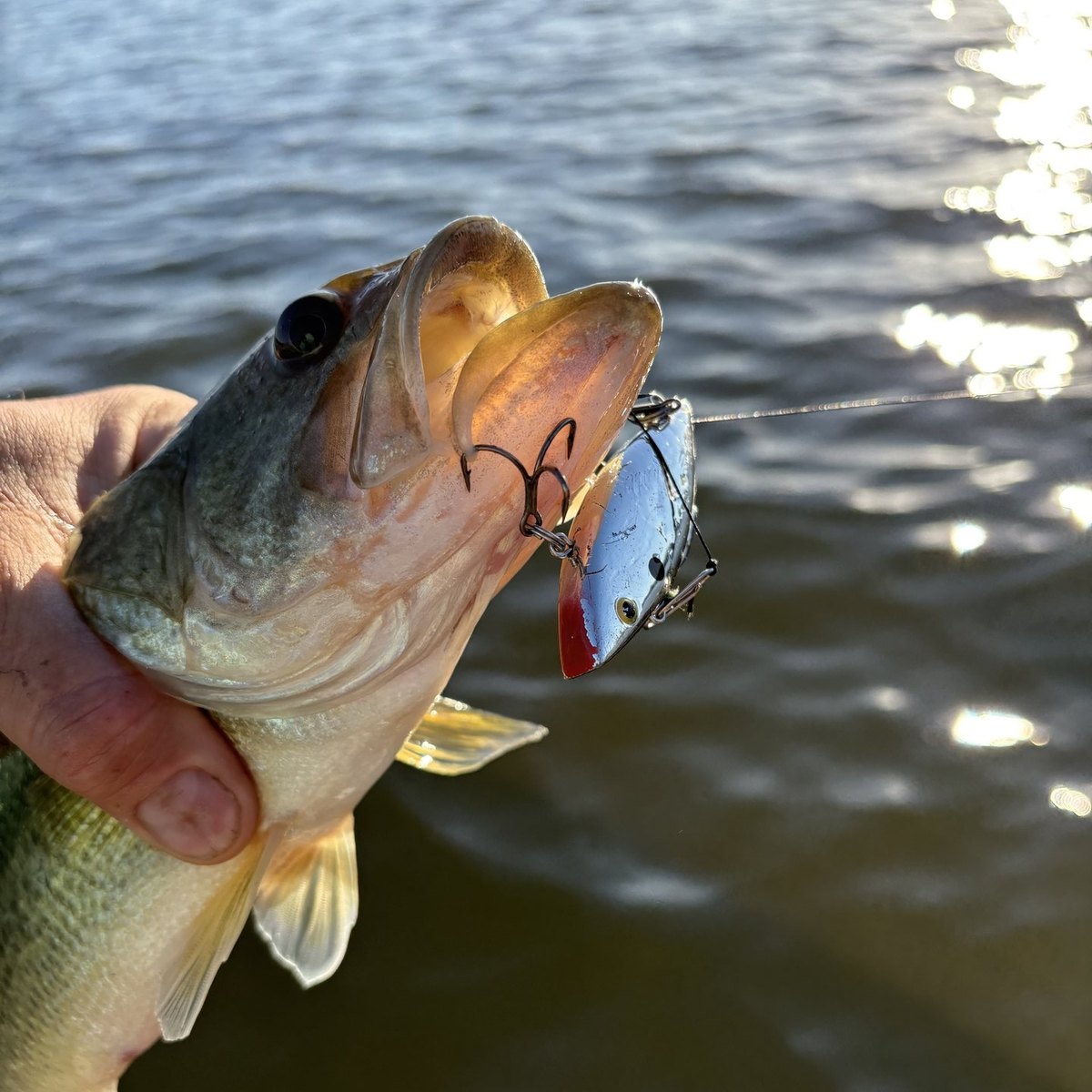 Largemouth Bass — 1 lbs