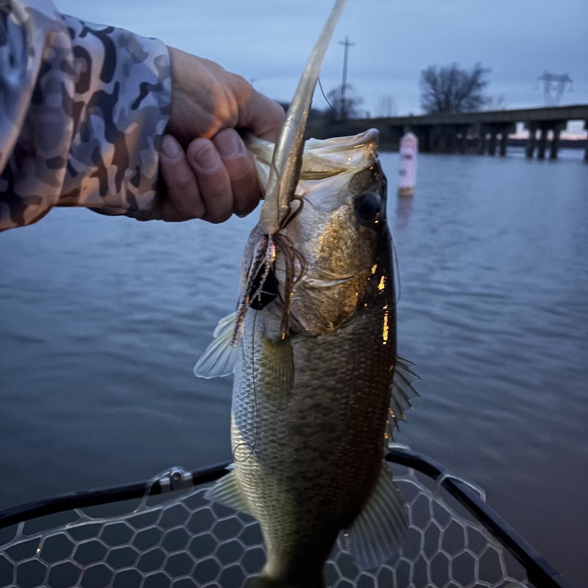 Largemouth Bass — 1 lbs