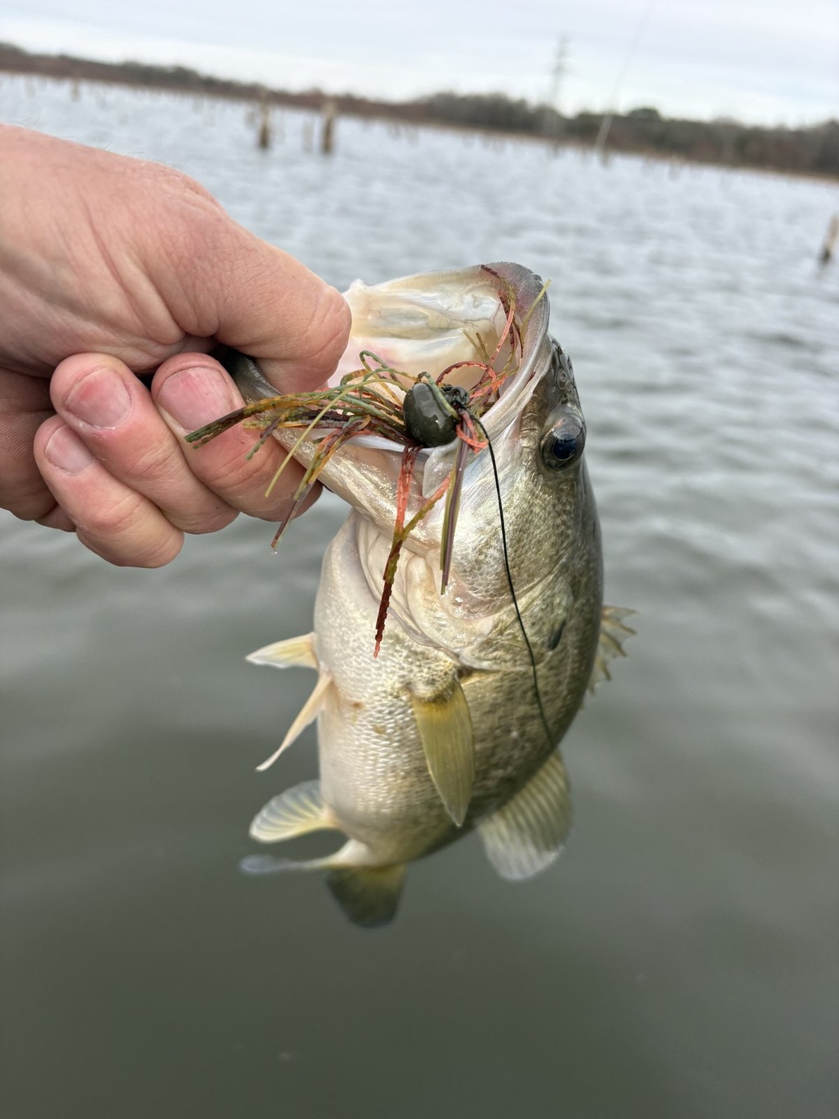 Largemouth Bass · 1 lbs