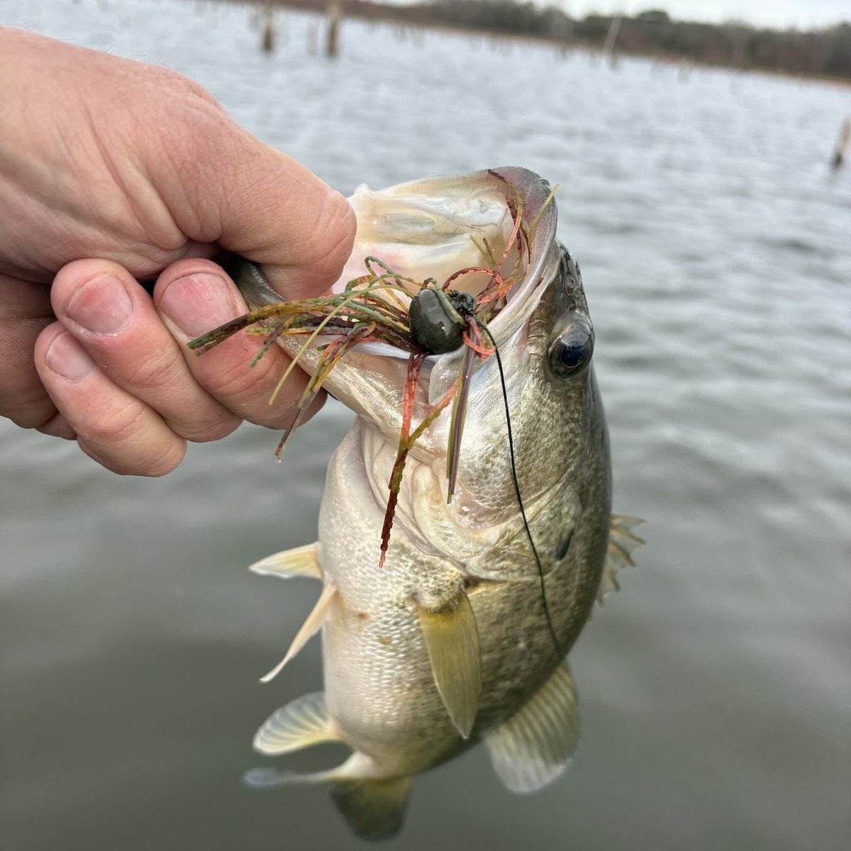 Largemouth Bass — 1 lbs