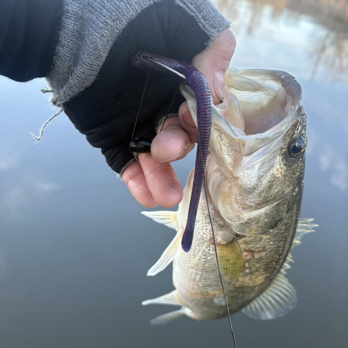 Largemouth Bass — 1 lbs