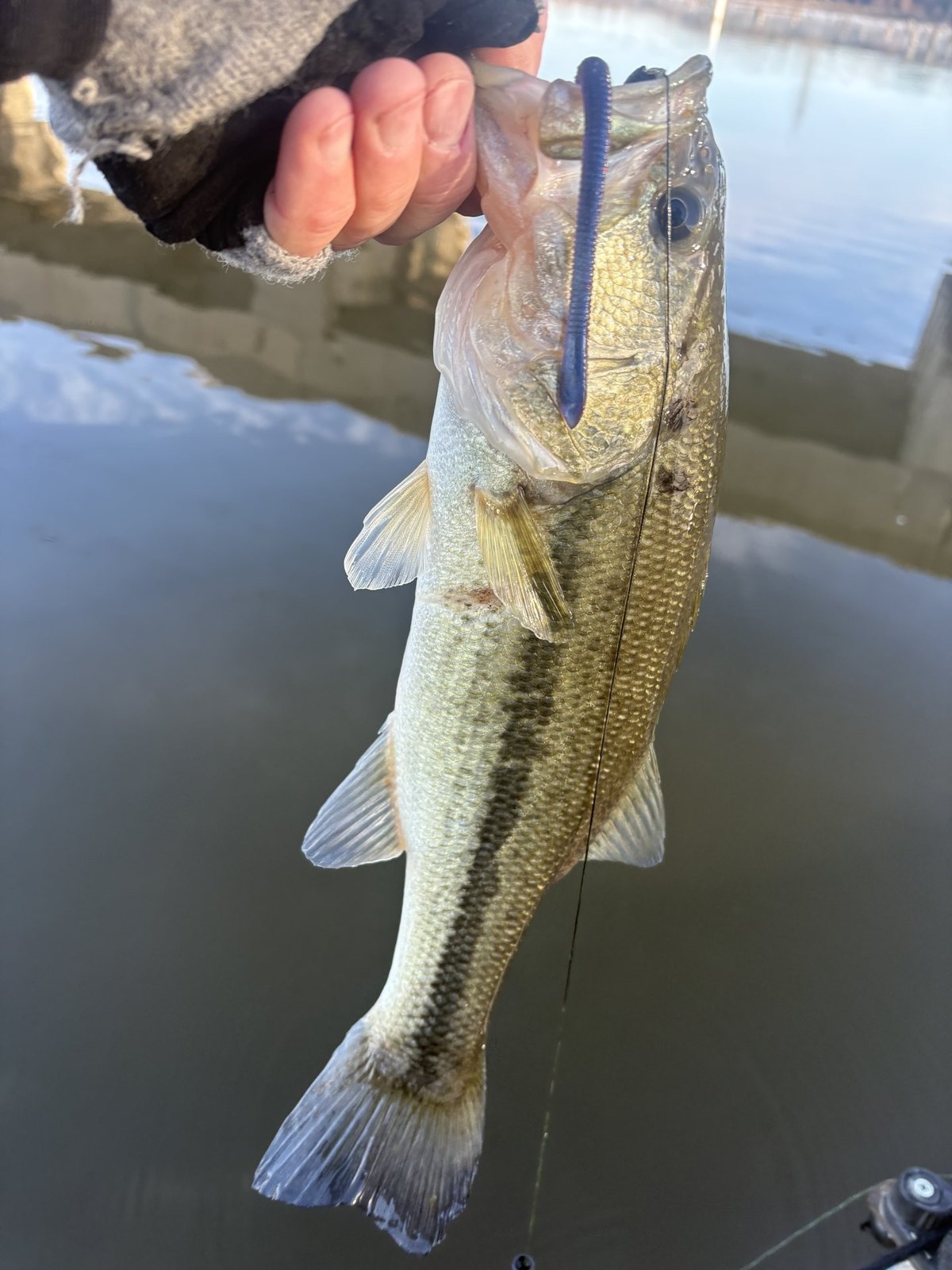 Largemouth Bass · 1 lbs