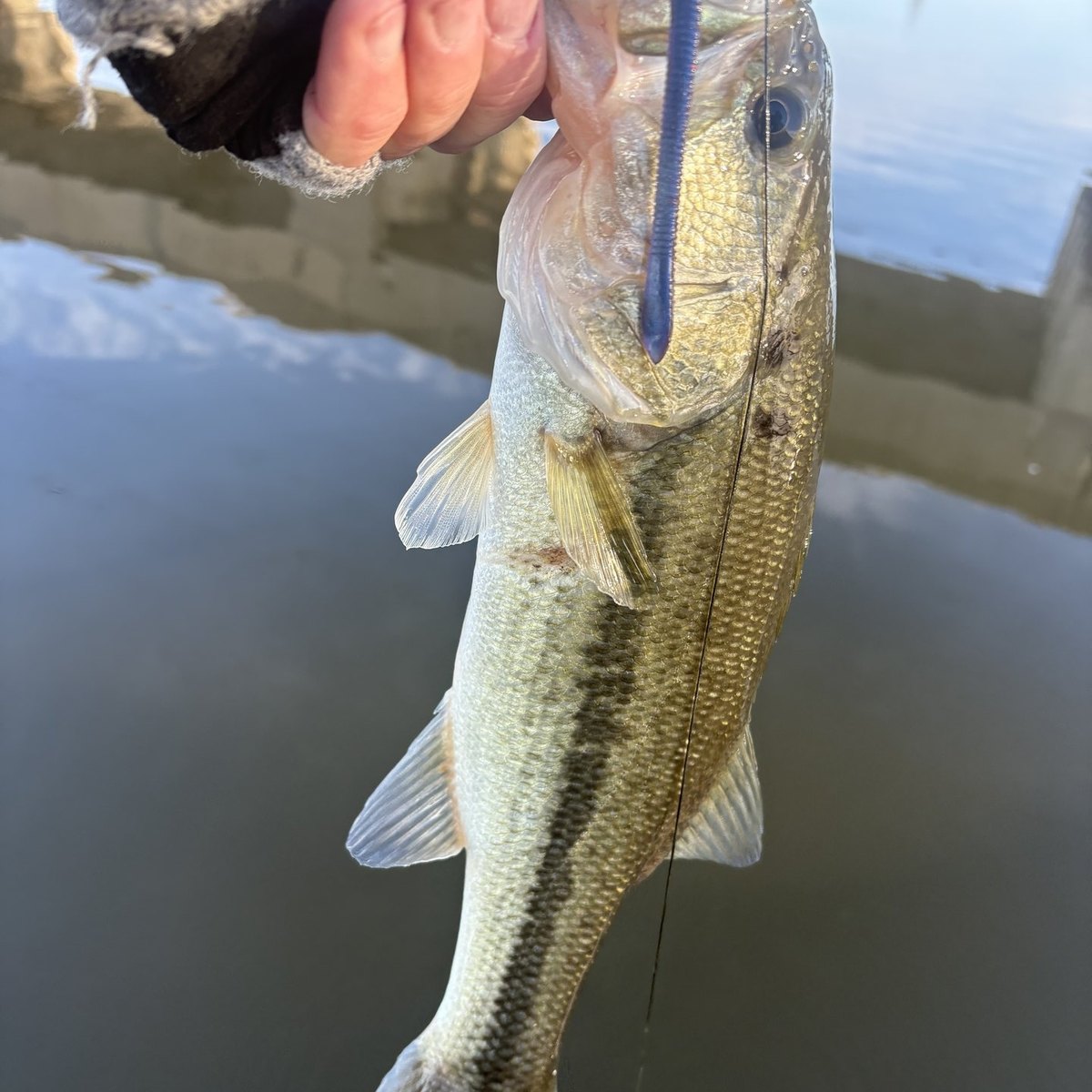 Largemouth Bass — 1 lbs