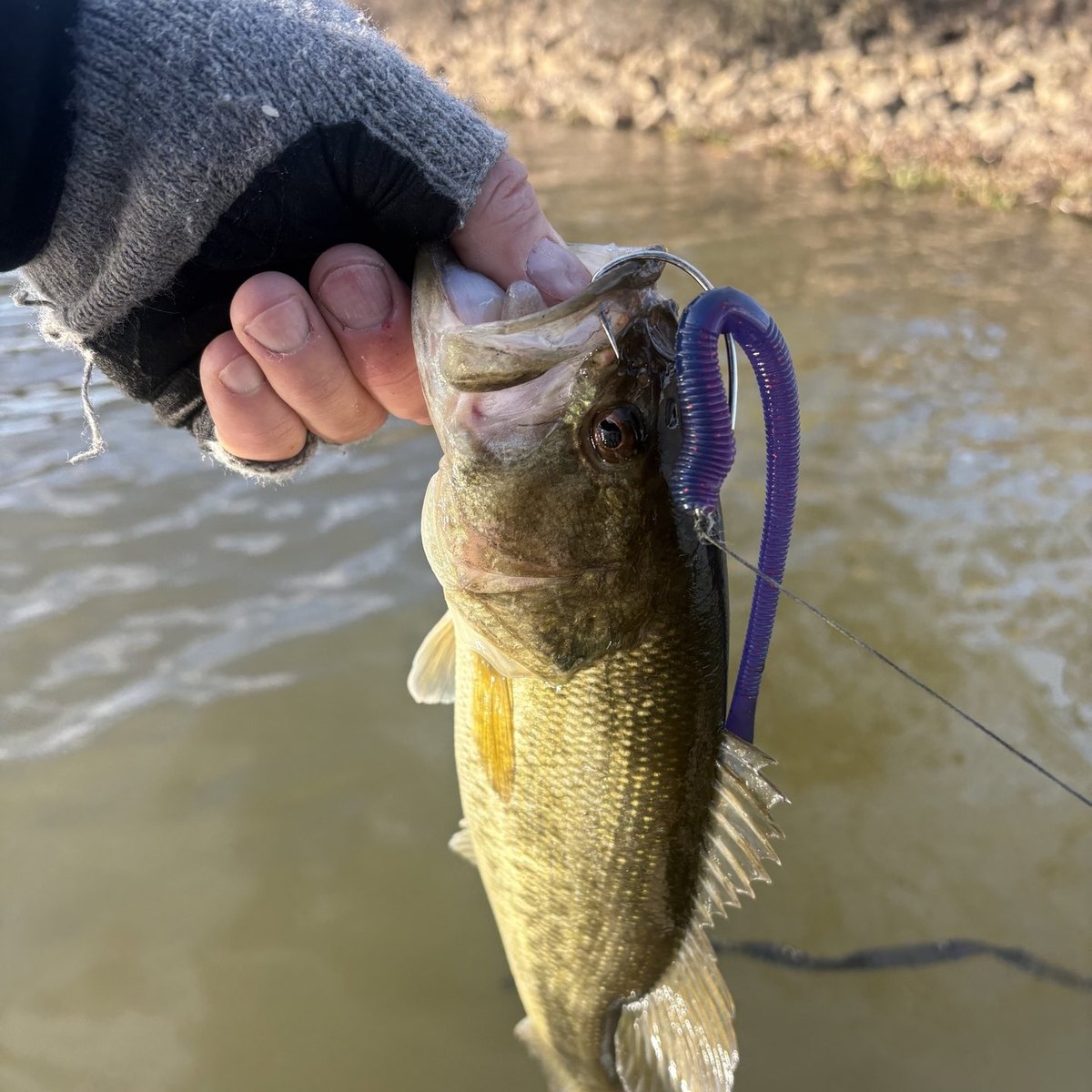 Largemouth Bass — 1 lbs