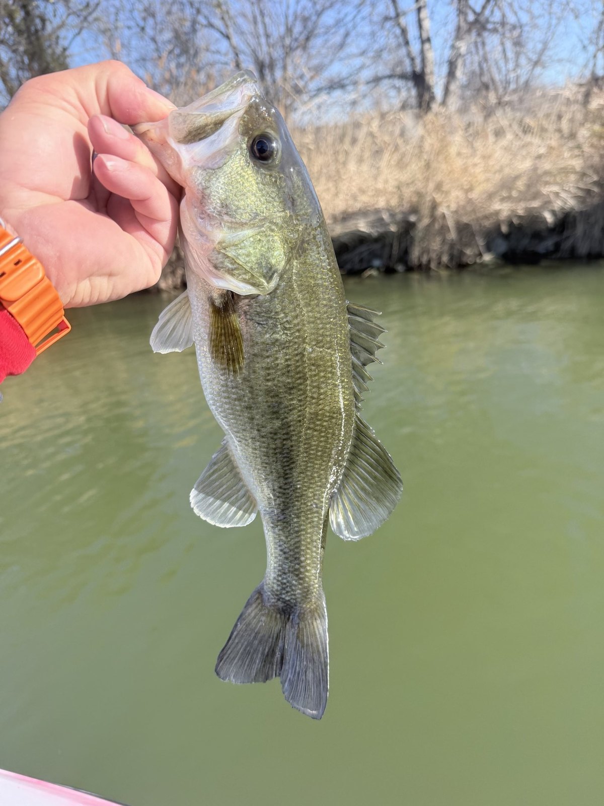 Largemouth Bass · 1 lbs 4 oz