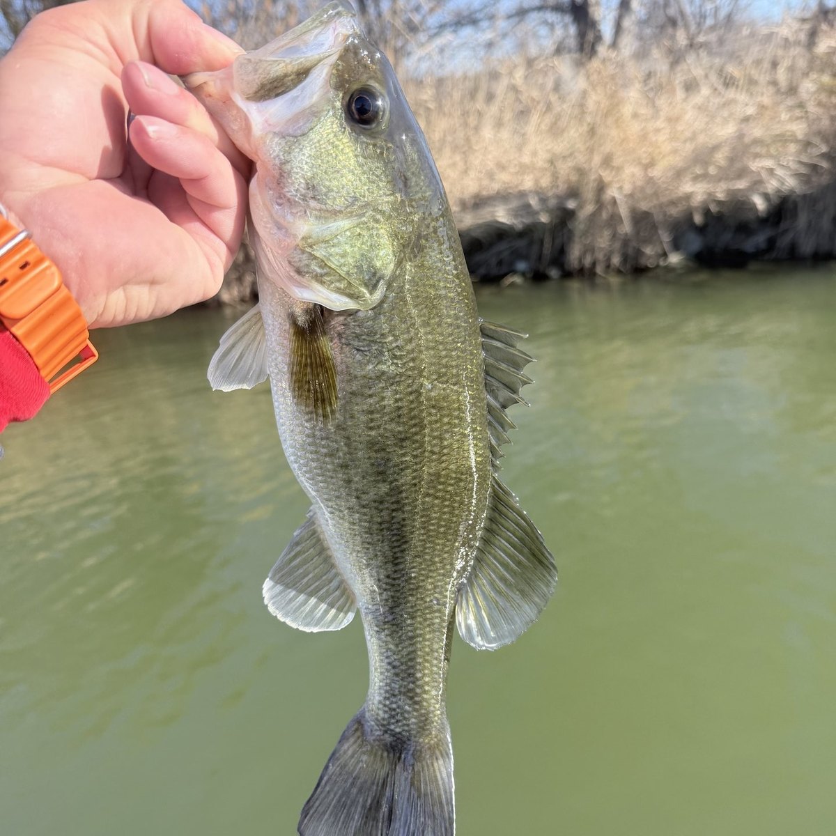 Largemouth Bass — 1 lbs 4 oz