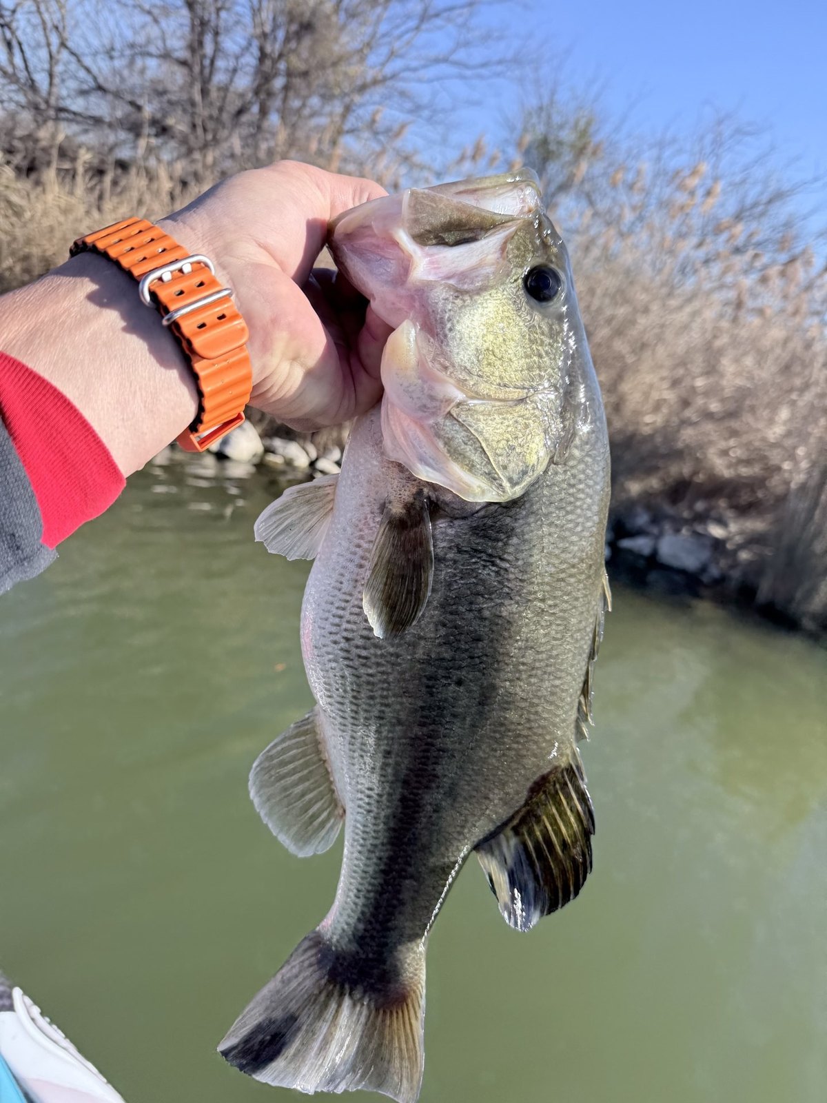 Largemouth Bass · 3 lbs 4 oz