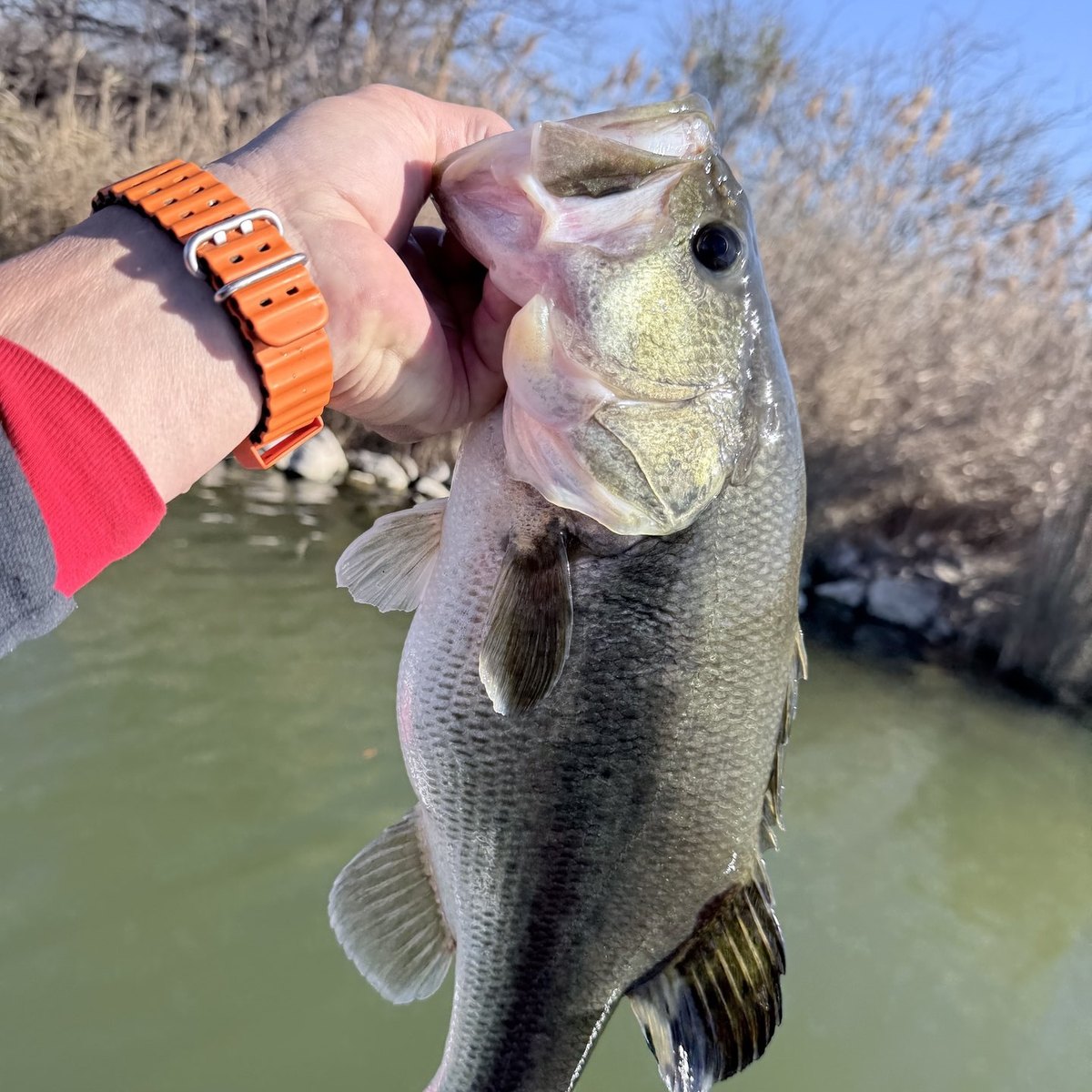 Largemouth Bass — 3 lbs 4 oz