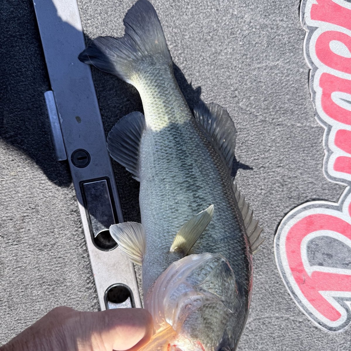 Largemouth Bass — 1 lbs 14 oz