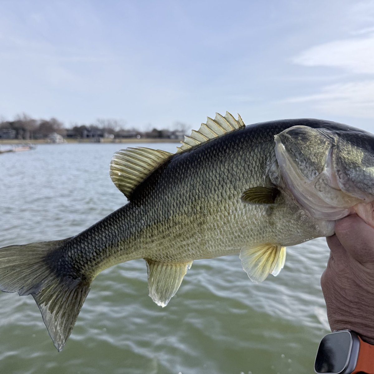 Largemouth Bass — 2 lbs 10 oz