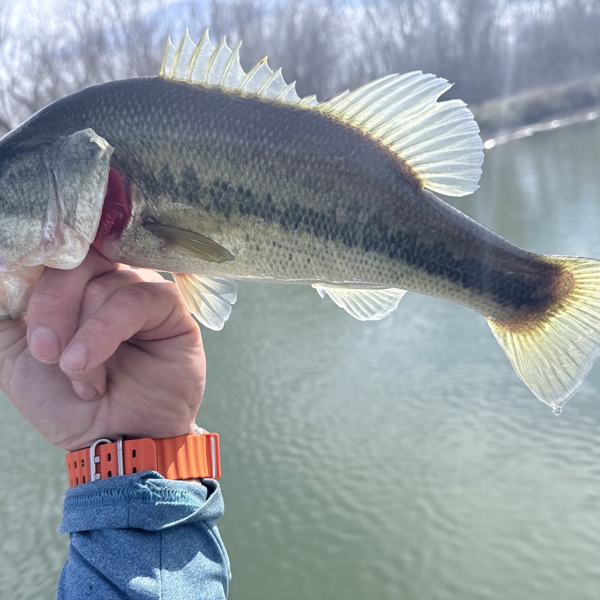 Largemouth Bass — 2 lbs 6 oz