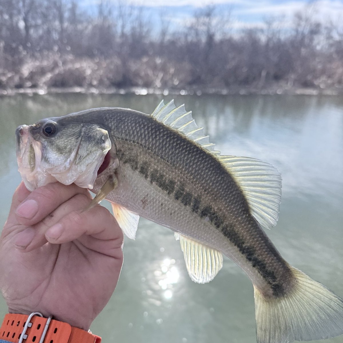 Largemouth Bass — 0 lbs 8 oz