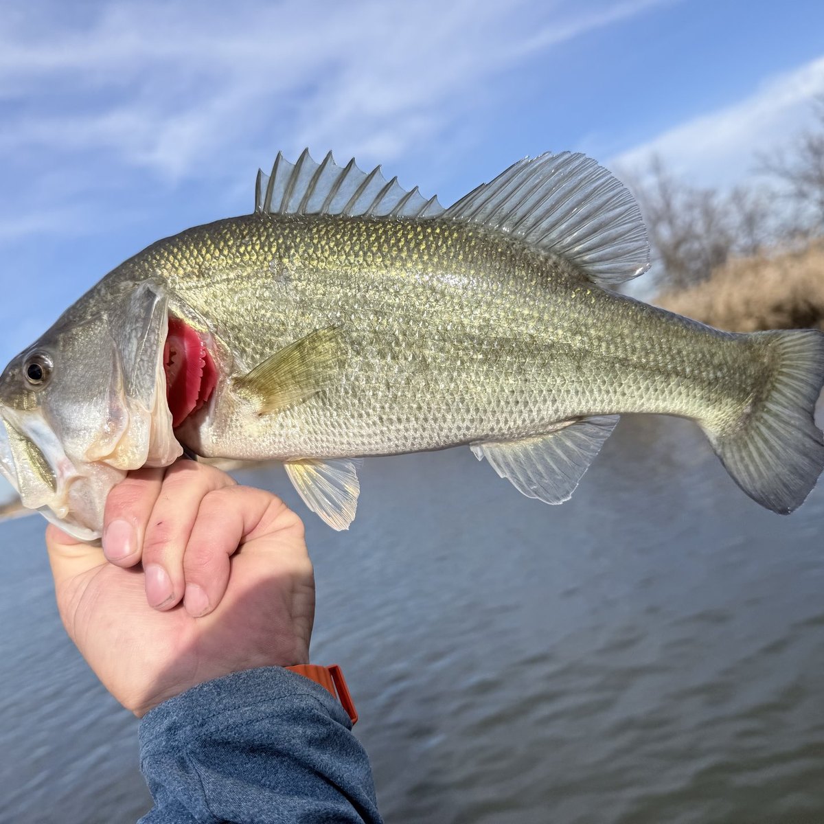 Largemouth Bass — 2 lbs 5 oz