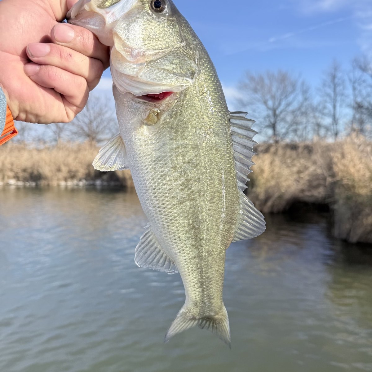 Largemouth Bass — 0 lbs 9 oz