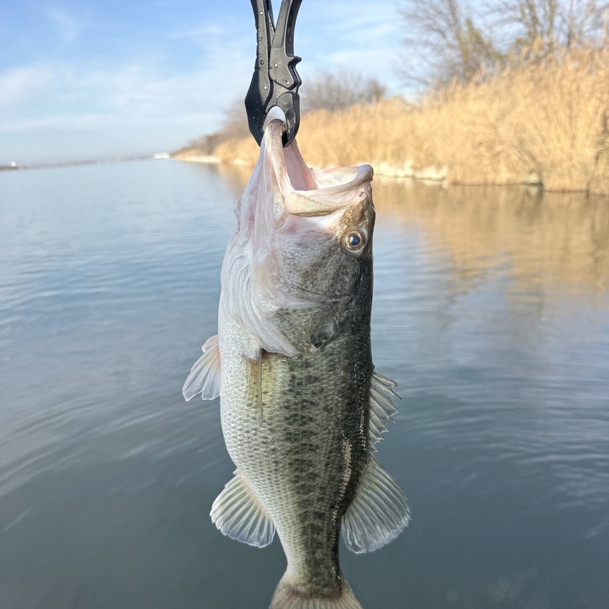 Largemouth Bass — 3 lbs 6 oz