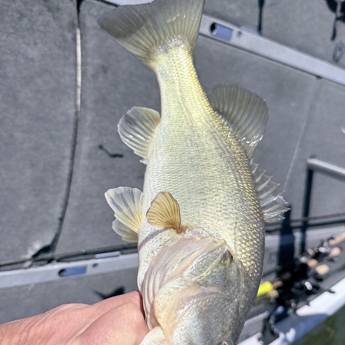 Largemouth Bass — 1 lbs 15 oz