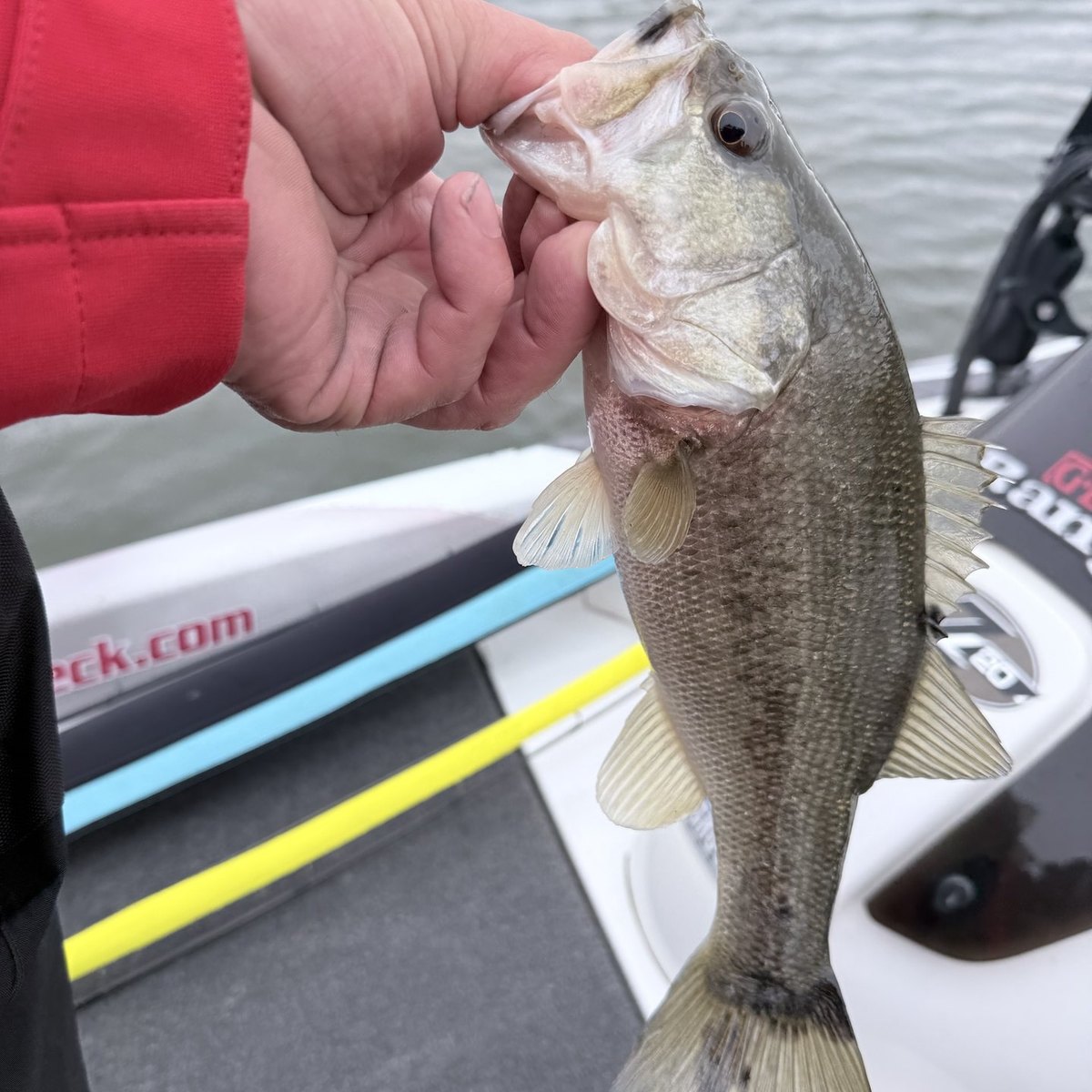 Largemouth Bass — 1 lbs 3 oz