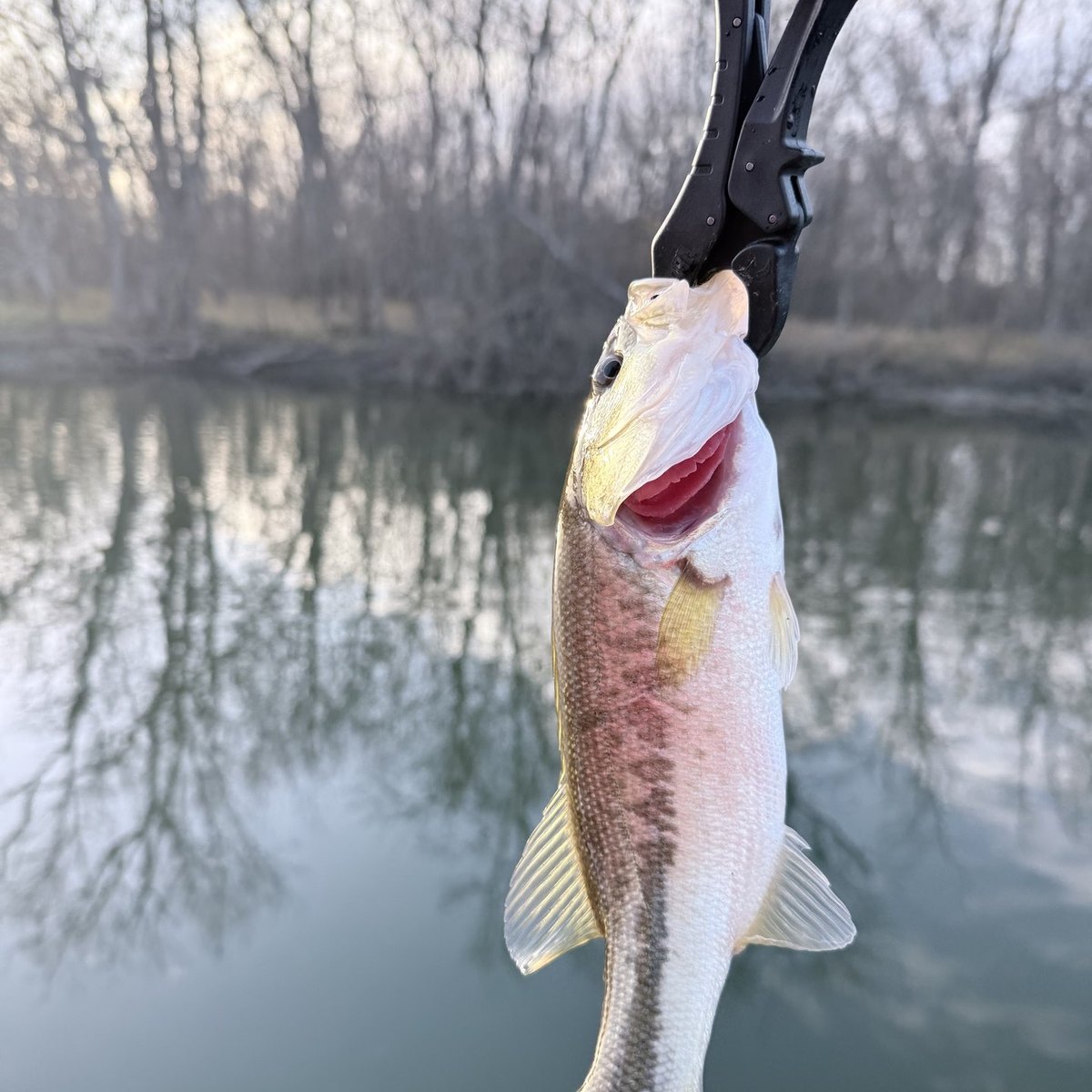 Largemouth Bass — 0 lbs 10 oz