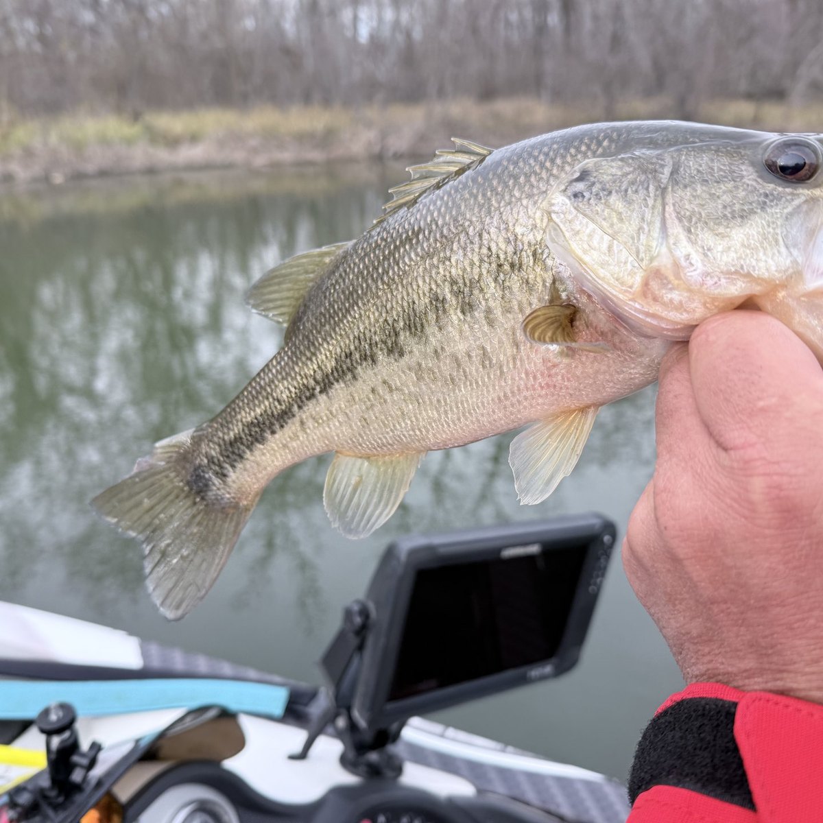 Largemouth Bass — 1 lbs 10 oz