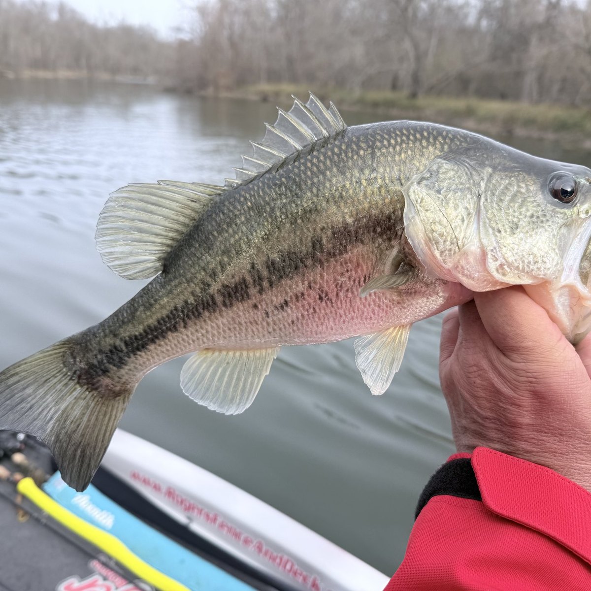 Largemouth Bass — 2 lbs 1 oz