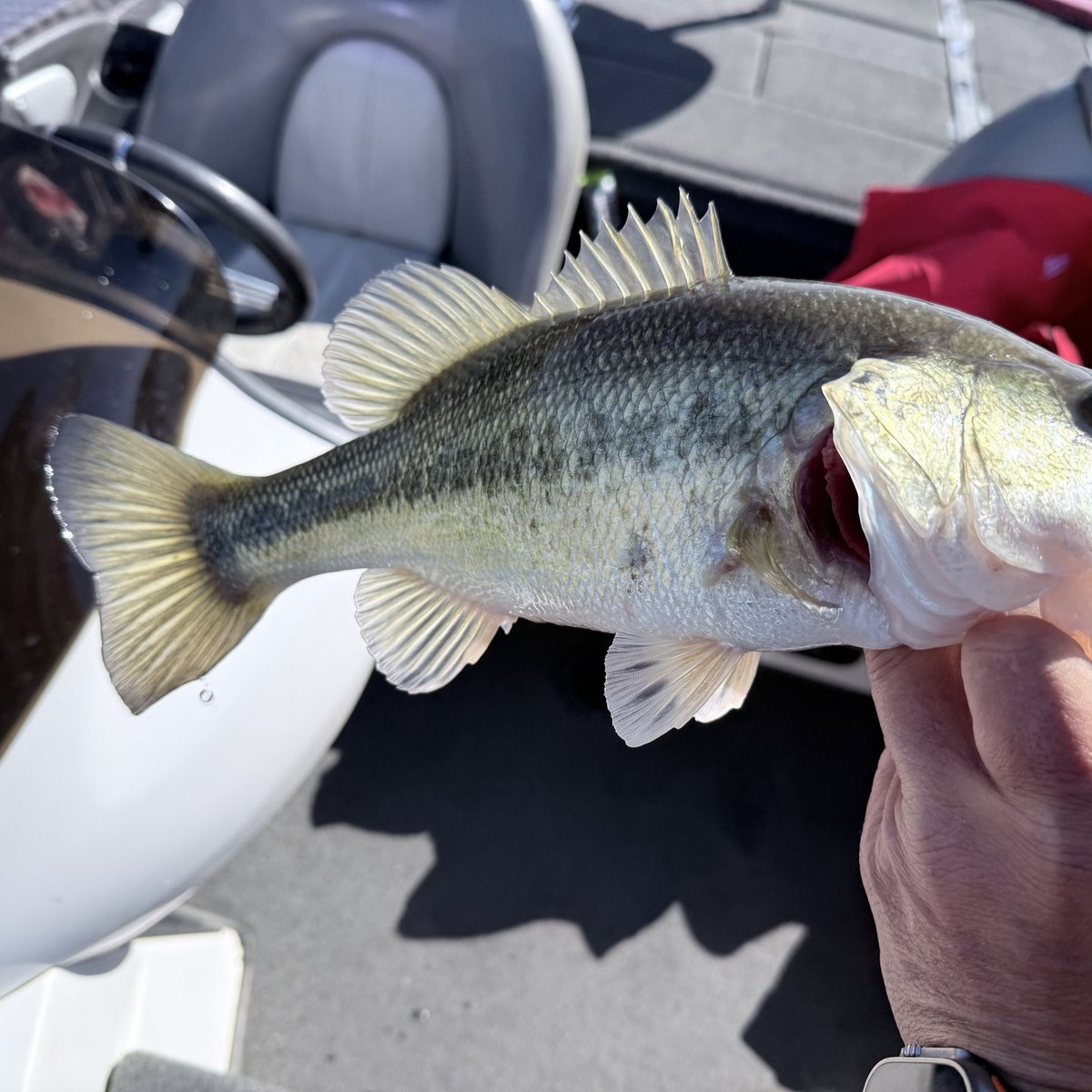 Largemouth Bass — 1 lbs 14 oz