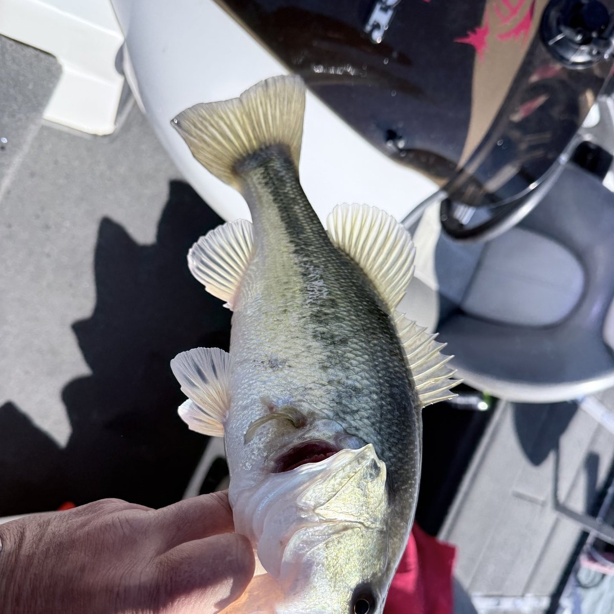 Largemouth Bass — 1 lbs 12 oz