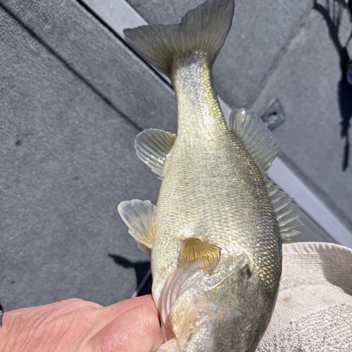 Largemouth Bass — 1 lbs 9 oz