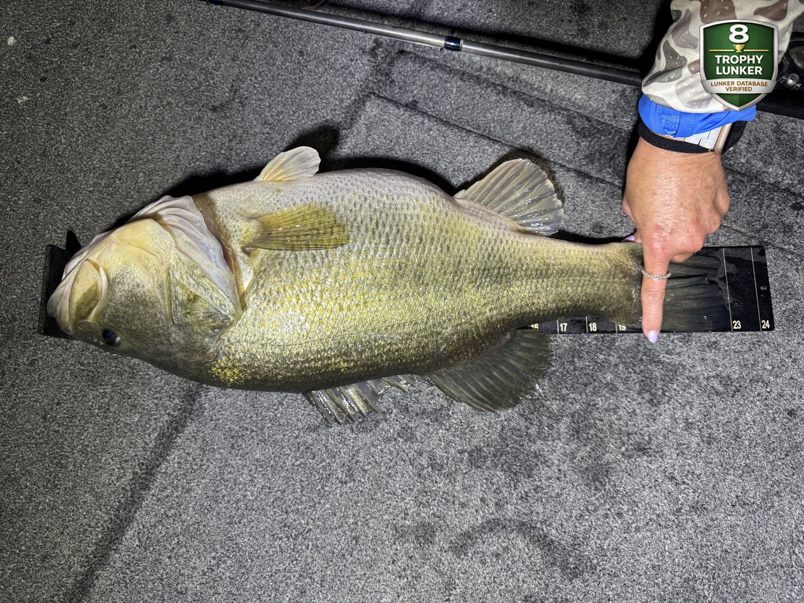 Largemouth Bass catch photo 3