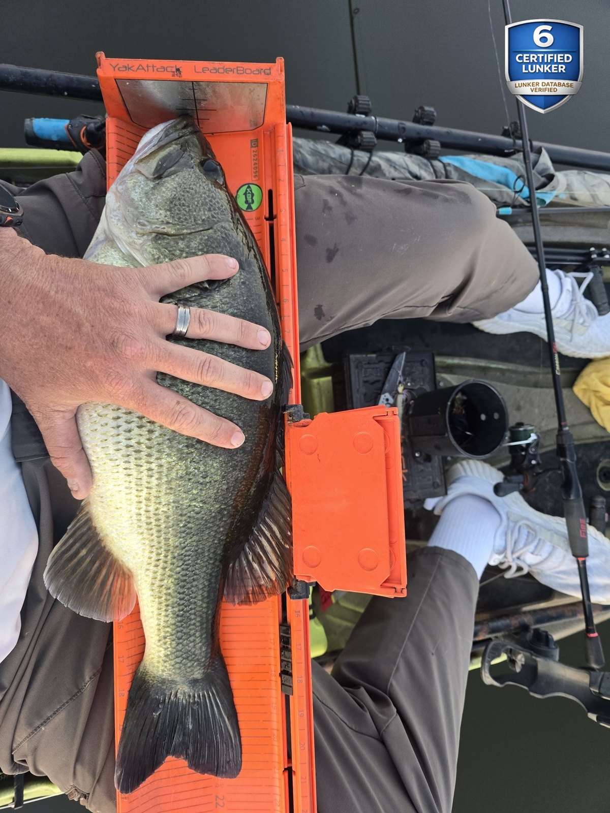Largemouth Bass catch photo 3