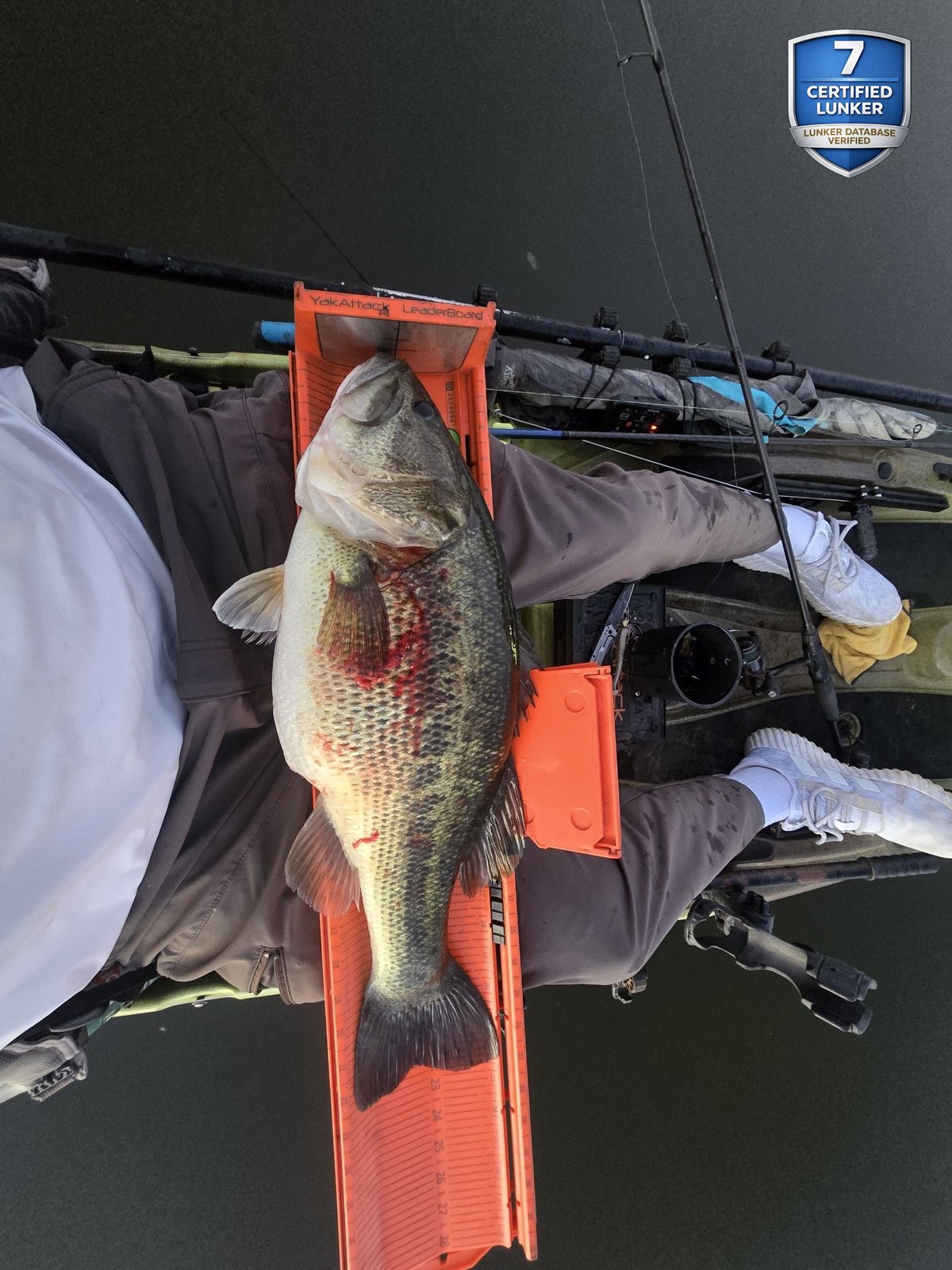 Largemouth Bass catch photo 3