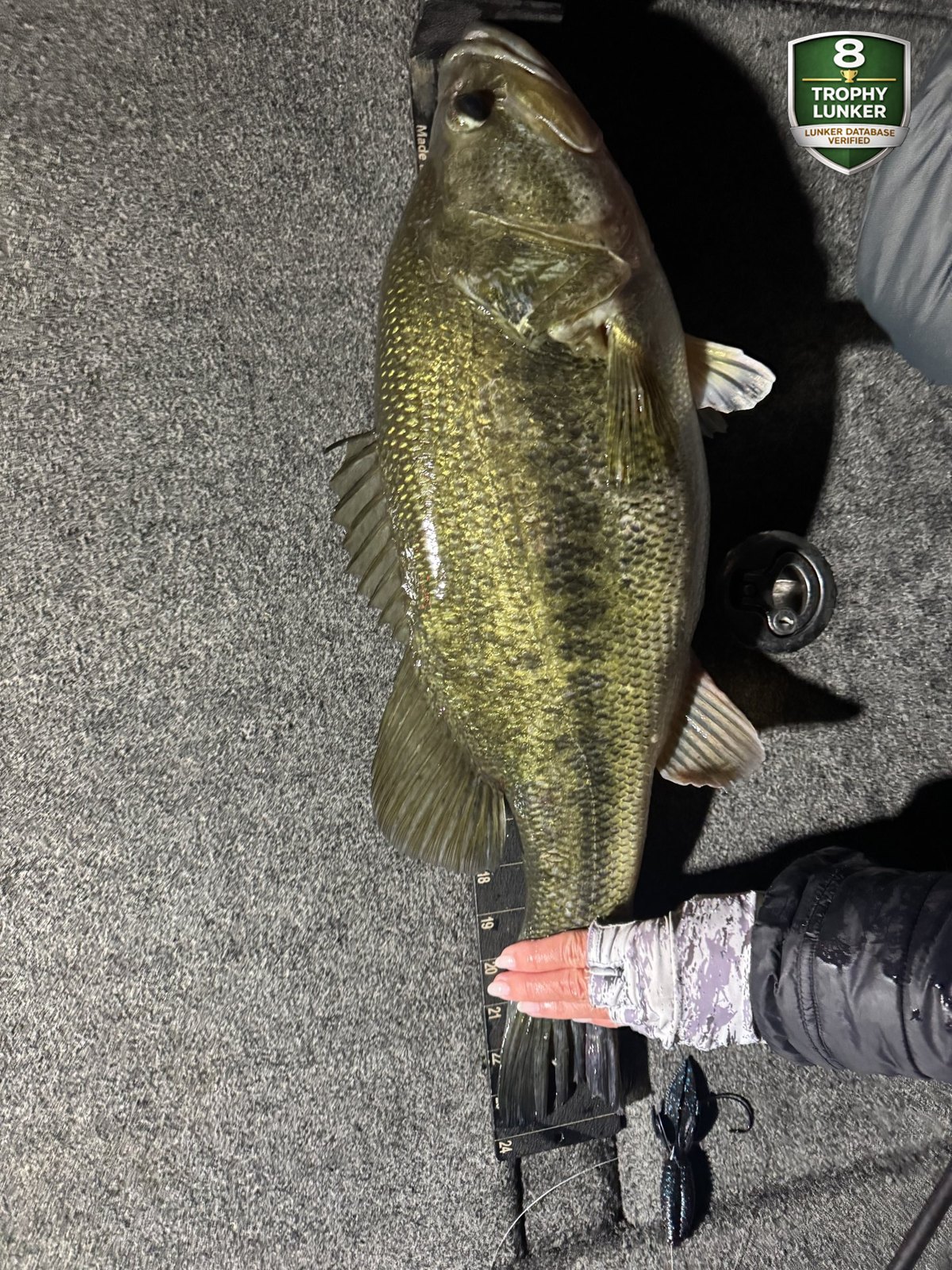 Largemouth Bass catch photo 2