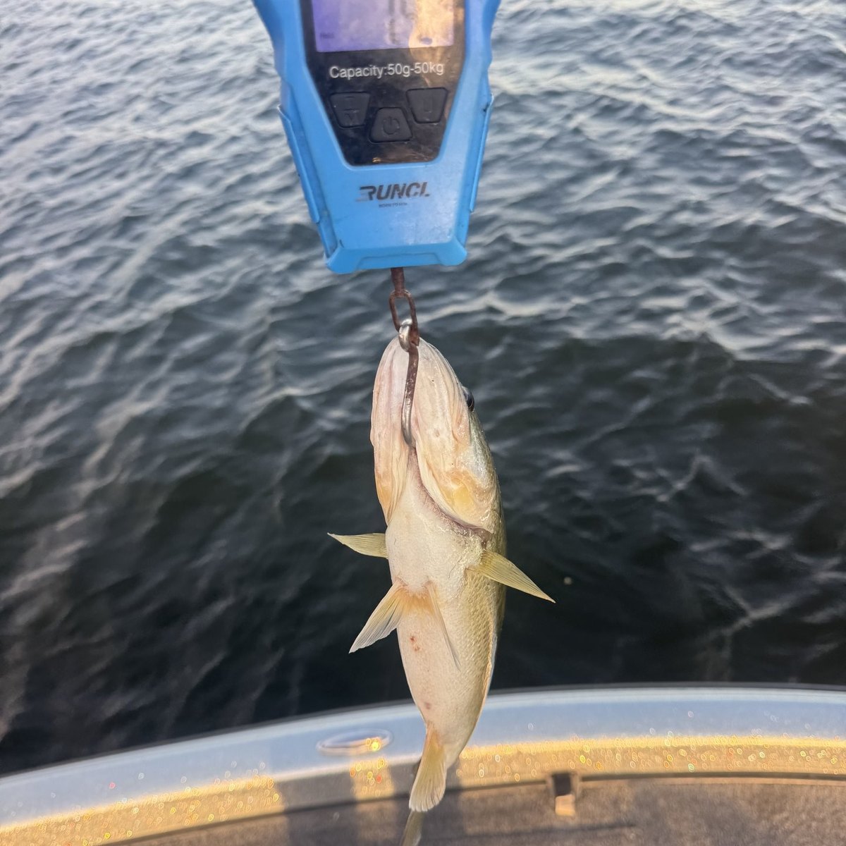 Largemouth Bass — 1 lbs 8 oz