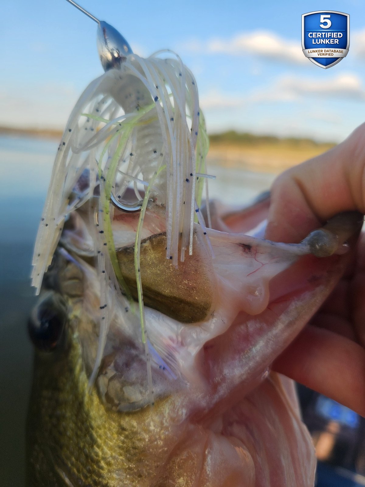Largemouth Bass catch photo 2