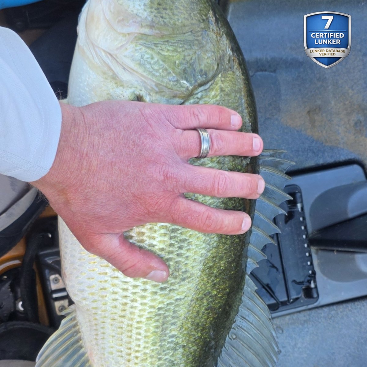 Largemouth Bass — 7 lbs