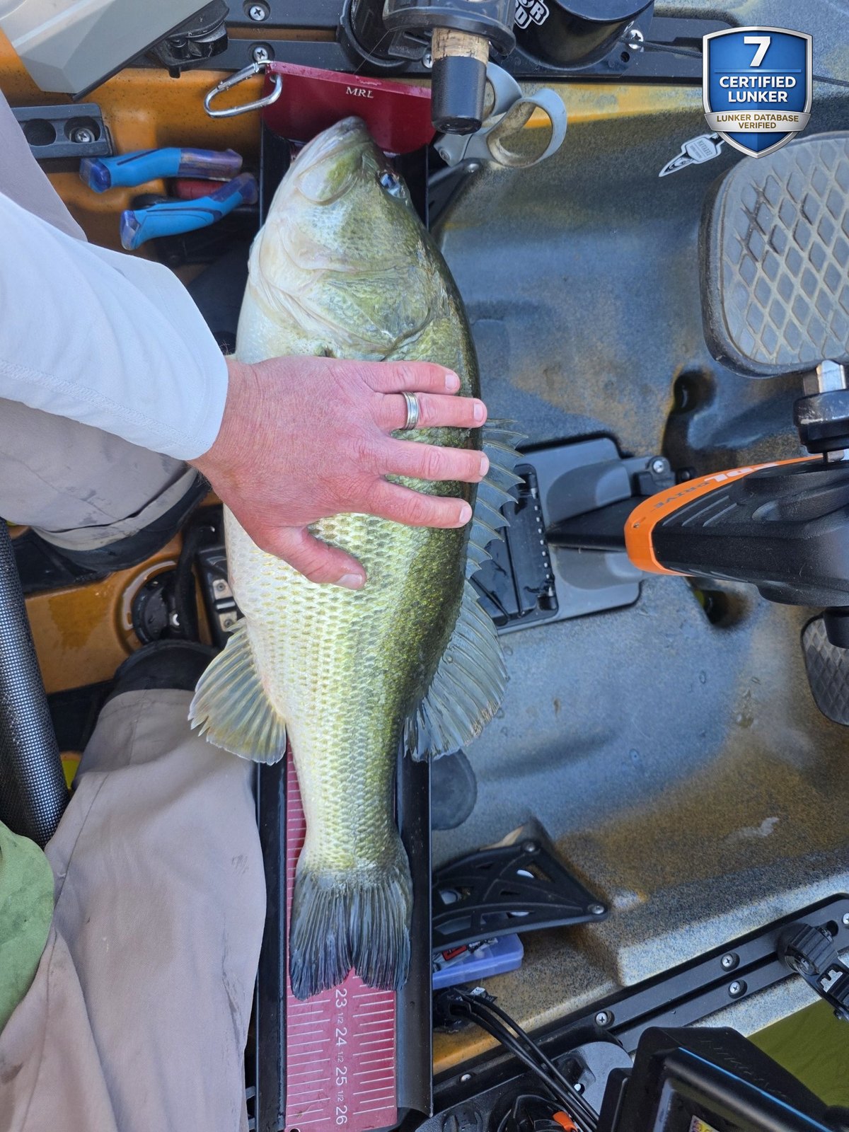 Largemouth Bass catch photo 3