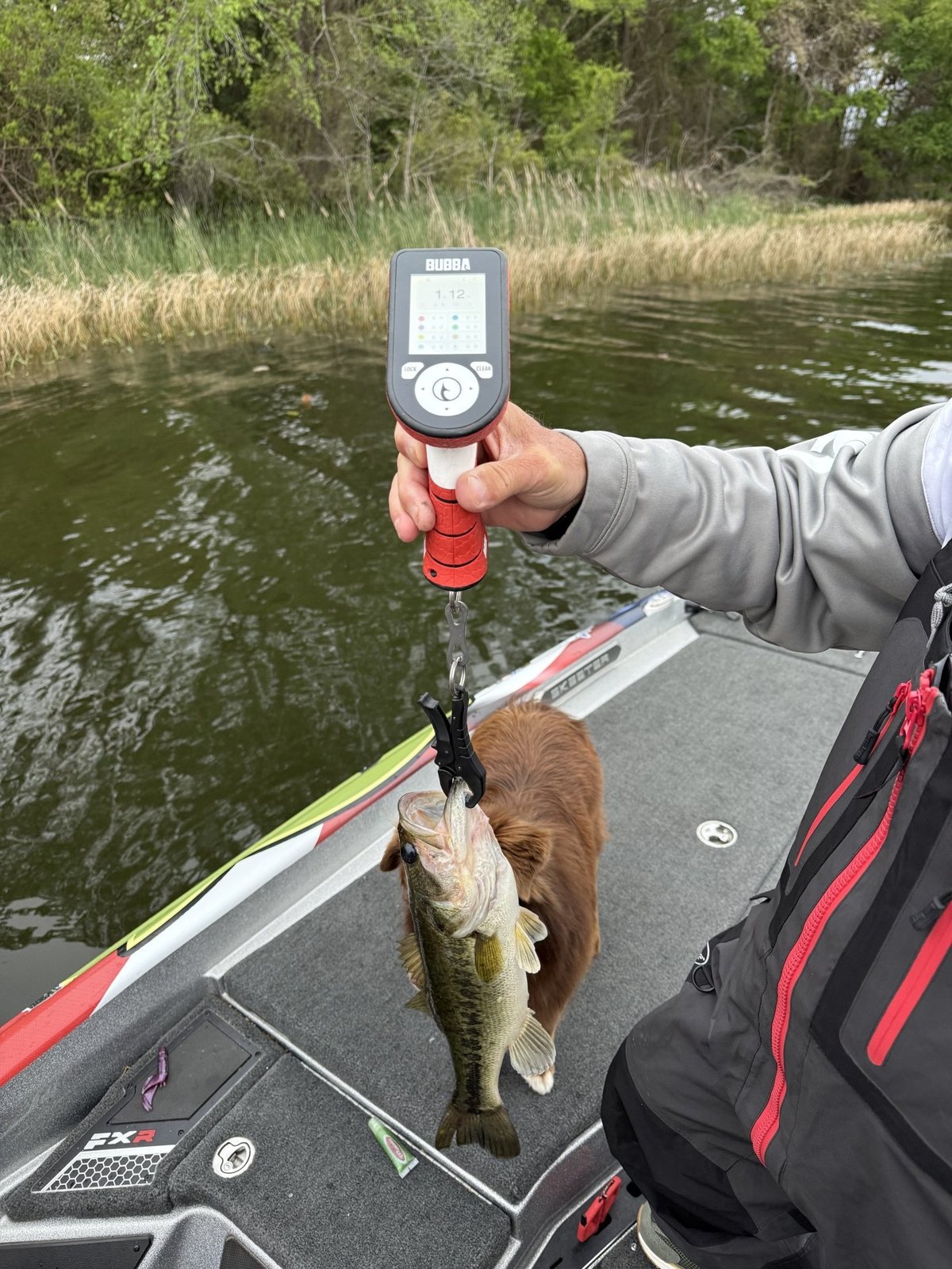 Largemouth Bass catch photo 2
