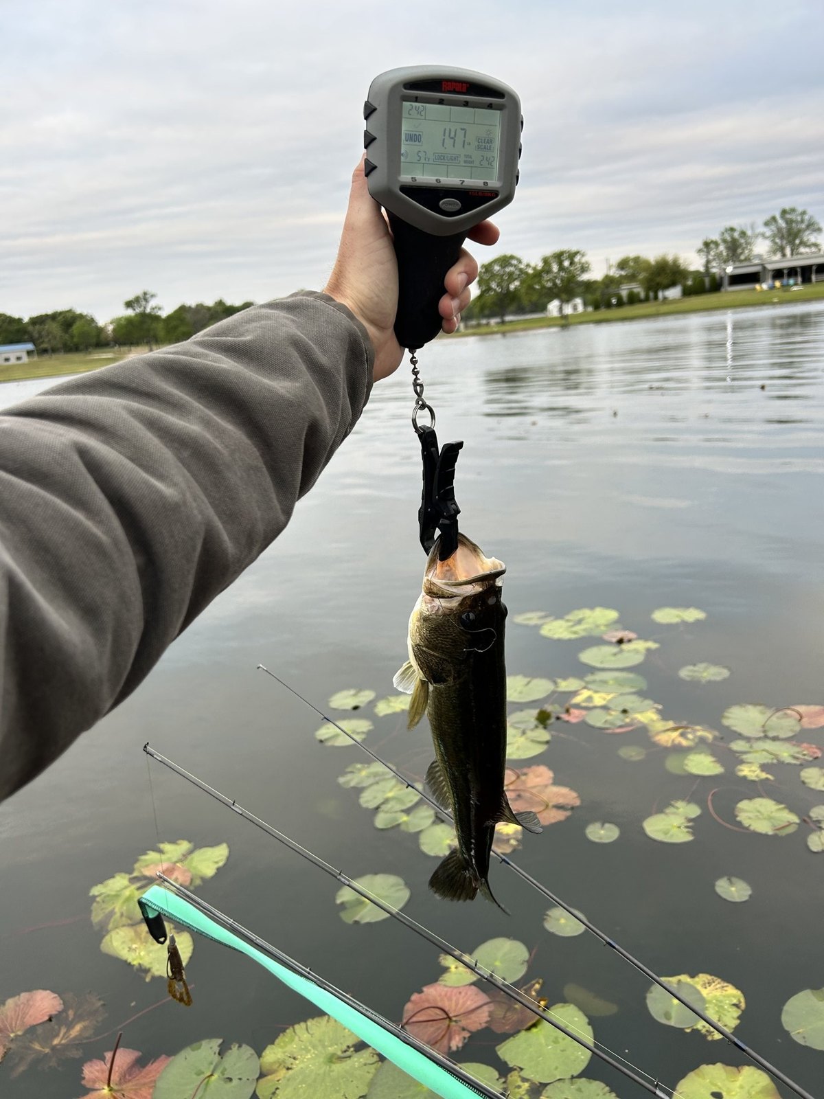 Largemouth Bass catch photo 2