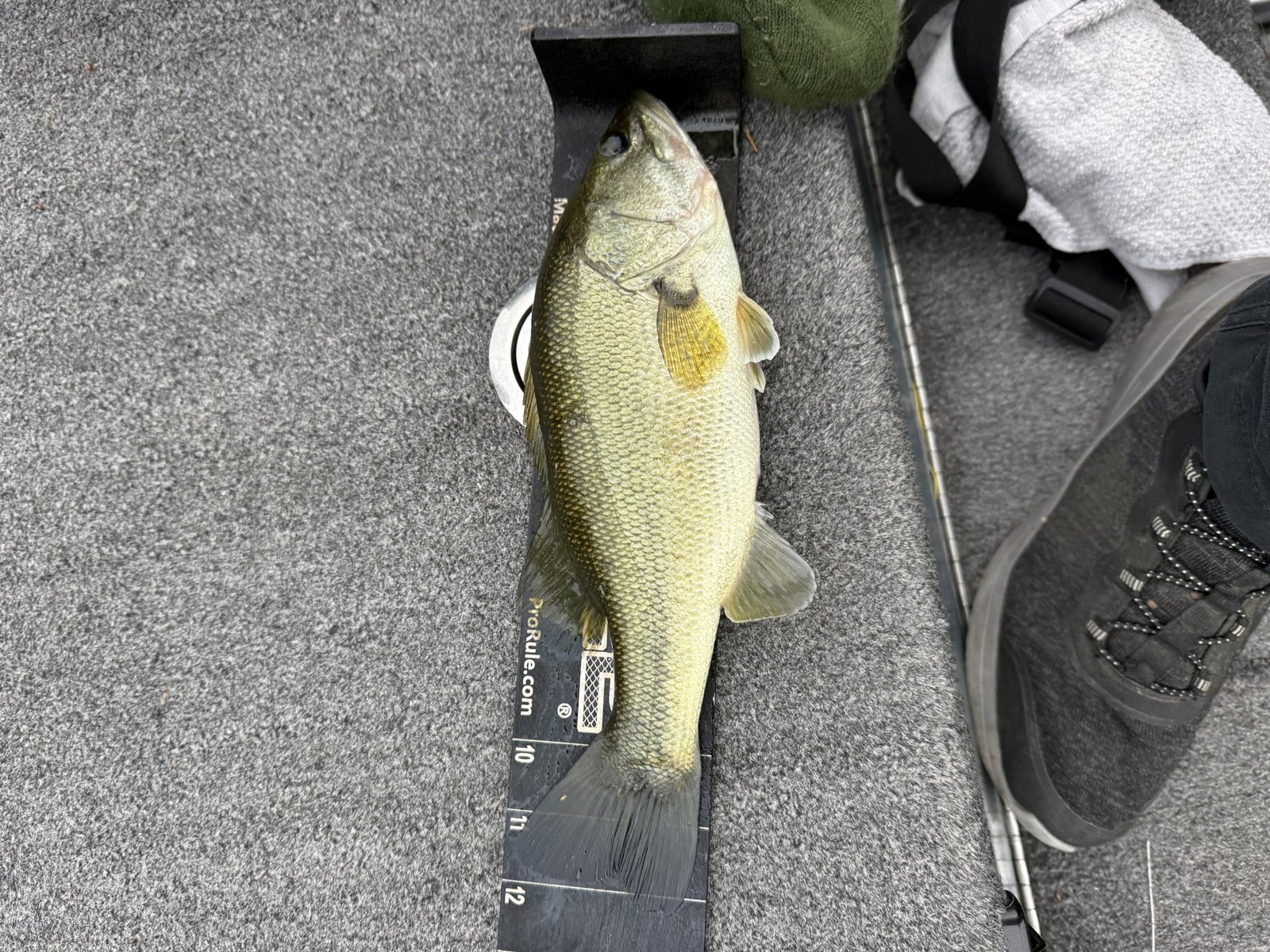 Largemouth Bass catch photo 3