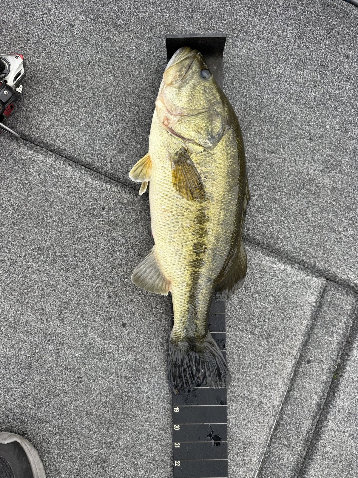 Largemouth Bass catch photo 3
