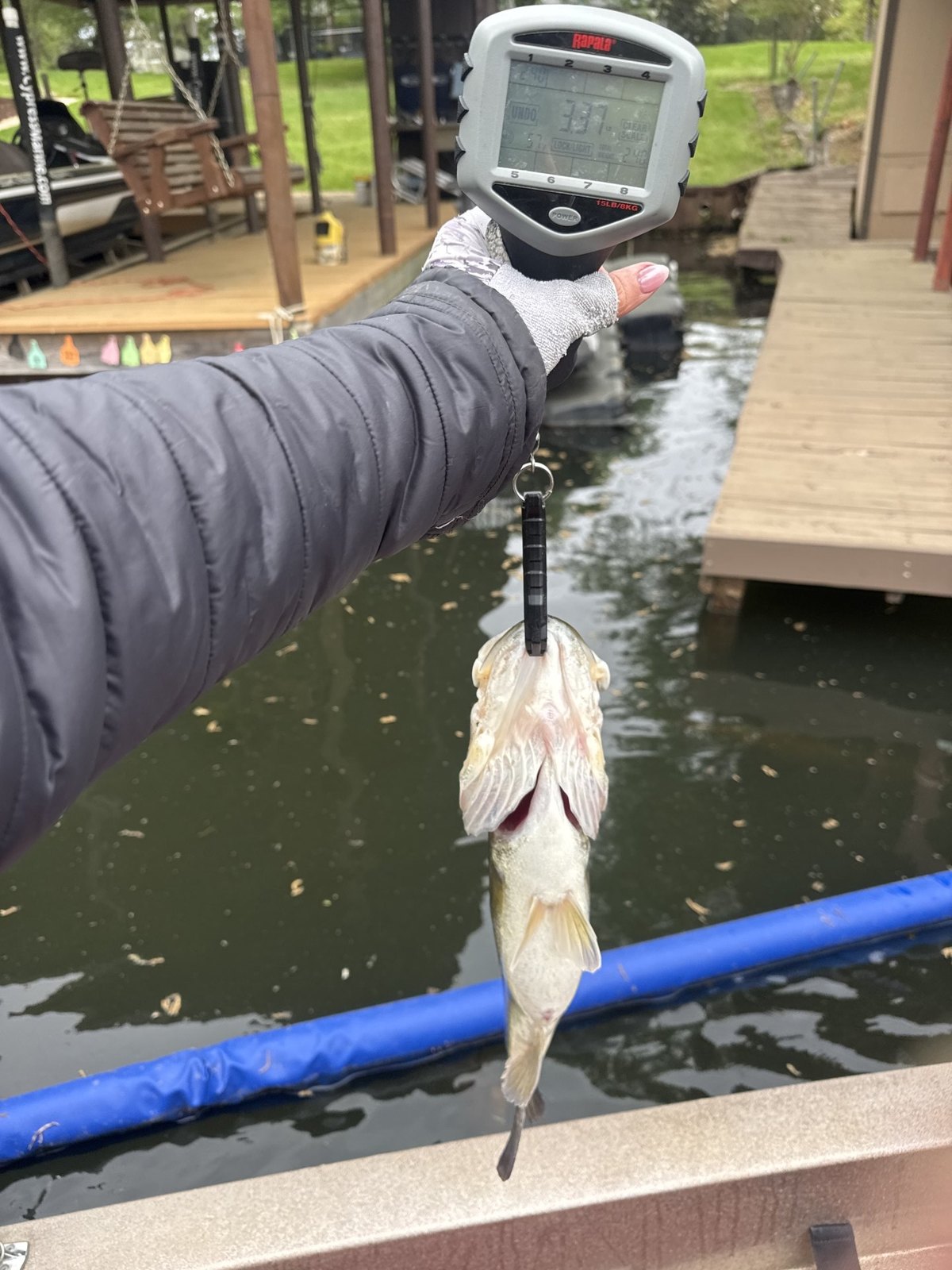Largemouth Bass catch photo 2