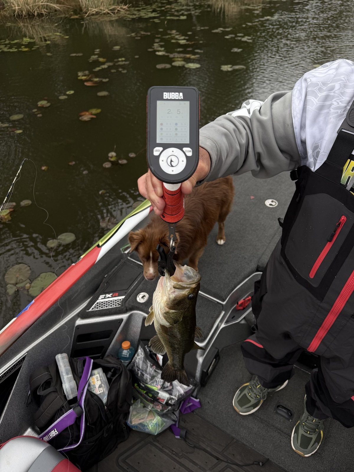 Largemouth Bass catch photo 2