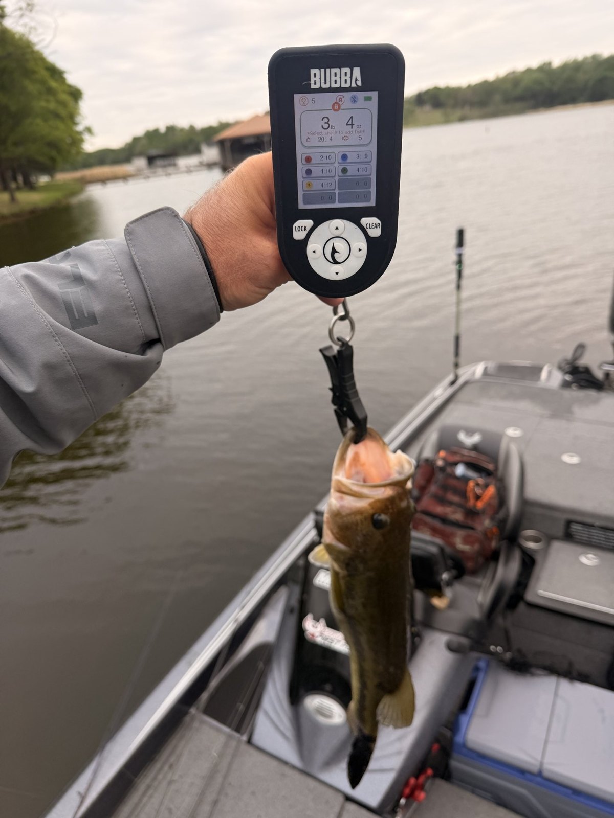 Largemouth Bass catch photo 2