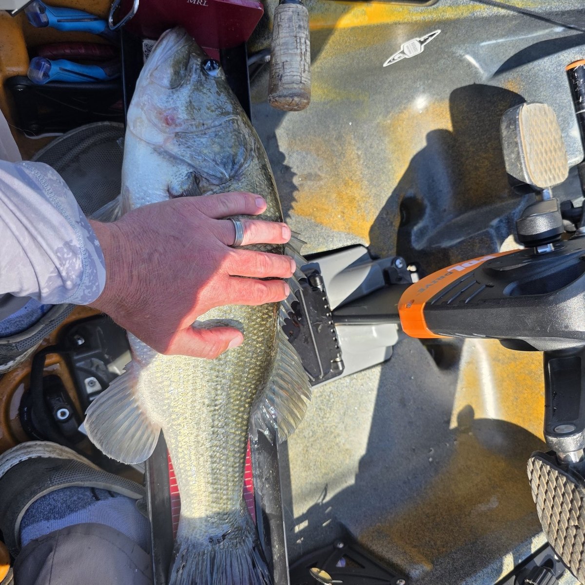 Largemouth Bass — 4 lbs 4 oz