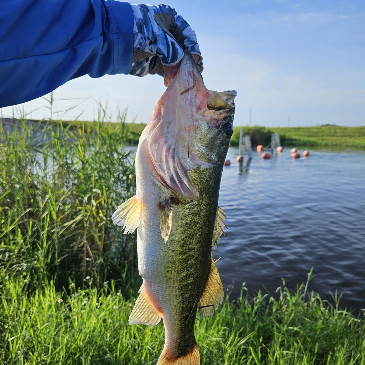 Largemouth Bass — 2 lbs 15 oz